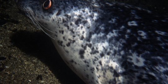 Pacific Harbour Seal (Phoca vitulina richardsi)