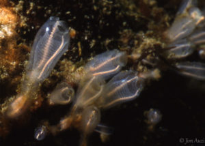 Light Bulb Tunicates (Clavelina huntsmani)