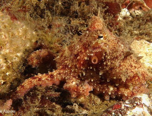 Camouflaged Pacific Red Octopus (Octopus rubescens)