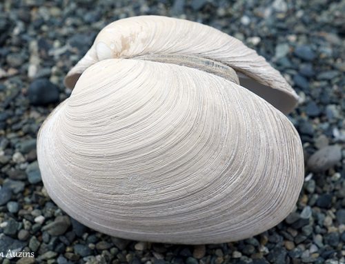 Butter Clam (Saxidomus gigantea) Shells