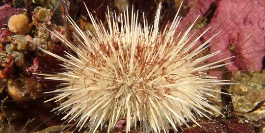 Unusual Pale-Spined Green Sea Urchin (Strongylocentrotus droebachiensis)