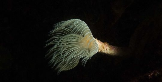 Current-Swept White-Crowned Calcareous Tubeworm (Protula pacifica)