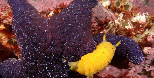 Monterey Sea Lemon (Doris montereyensis) Crossing Ochre Star