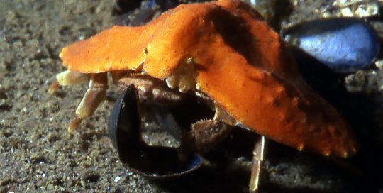 Butterfly Crab (Cryptolithodes typicus) - Feeding