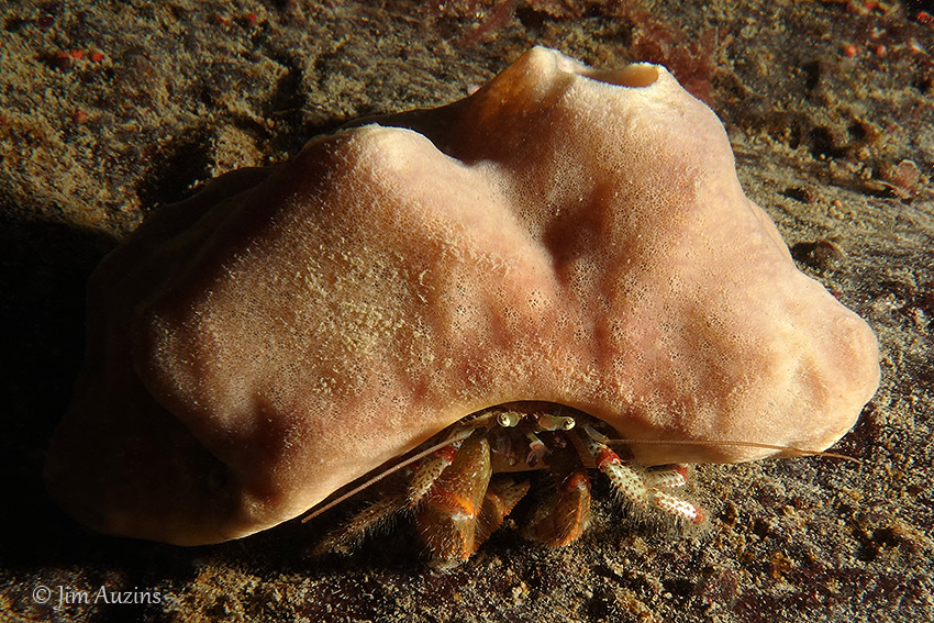 Hermit Crab Sponge (Suberites latus)
