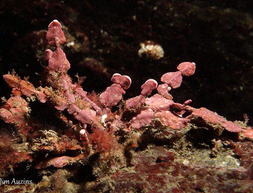 Bead Coral Seaweed (Calliarthron tuberculosum)