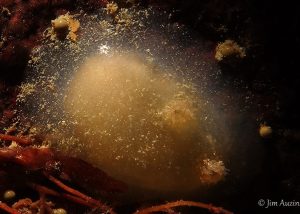 Sea Blister (Ascidia columbiana)