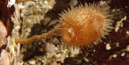Tan Hairy Tunicate (Boltenia villosa)