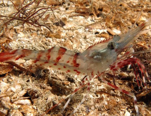 Juvenile Coonstriped Shrimp (Pandalus hypsinotus)